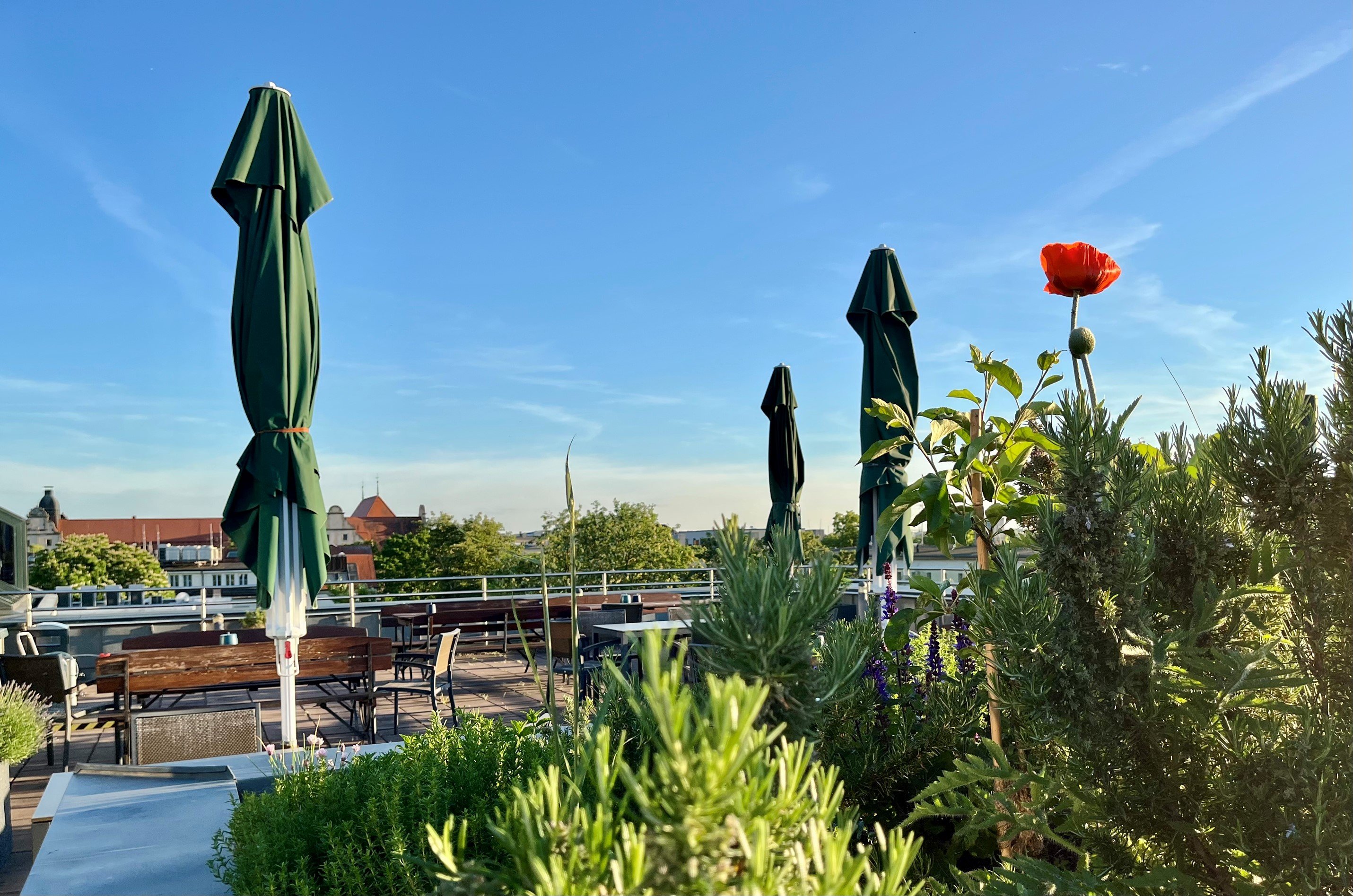 Bild mit einem Blumenbeet auf der Dachterrasse des Roncalli-Hauses